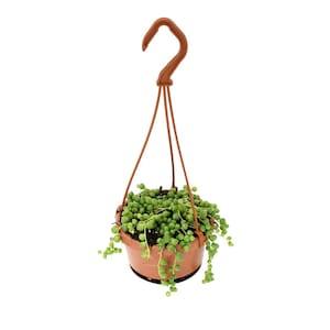 String of Pearls | 4" Hanging Basket | String of Beads Trailing Succulent Indoor-Outdoor Houseplant