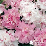 Caribou Seed Company | Cascade ORCHID MIST PETUNIA  | 35-40 Seeds |  Lavender, Purple, Rose & White |  Huge Double Blooms | Guaranteed Fresh