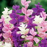 Sage Tricolor Flowers 0.5g - 100 Seeds - Salvia Horminum NON GMO