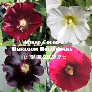 Mixed Color Hollyhock Hardy Perennial Flower Seeds, Rainbow Mix Canada Zone 3 4 5 6, Easy To Grow Heirloom Non GMO Alcea Rosea + FREE GIFT