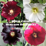 Mixed Color Hollyhock Hardy Perennial Flower Seeds, Rainbow Mix Canada Zone 3 4 5 6, Easy To Grow Heirloom Non GMO Alcea Rosea + FREE GIFT