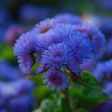 500 Blue Mink Ageratum Seeds - Dondo Blue.