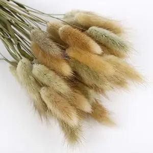 50-60PCS Home Decoration Lagurus Ovatus Rabbit Tail Dried Flowers, Real