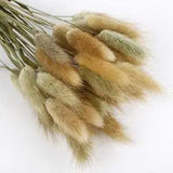50-60PCS Home Decoration Lagurus Ovatus Rabbit Tail Dried Flowers, Real