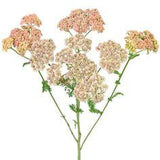 Peachy Pink Cottage Yarrow Flowers - 5 Bunches Flower Delivery