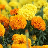 Cracker Jack Mix Marigold Flower Seeds - Open-Pollinated for Seed Saving - Non-Hybrid & Non-GMO - Heirloom Canada Flower Seeds