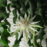 Epiphyllum guatemalensis  2 Cuttings  Plant CURLY Sue LOCKS Orchidea Cactus