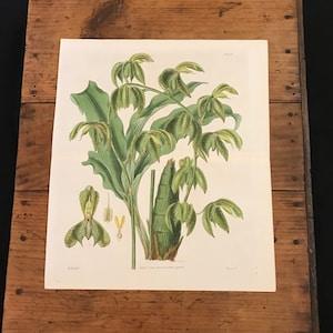 Nodding Catasetum Orchid, Original 1833 Hand Colored Antique Botanical Print, Brazilian Flora