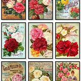 Roses Vintage Seed Catalogue Covers Set of 9 Art Prints Shabby Chic Rose Decor