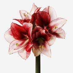 Amaryllis & Christmas Lillies Delivery | Send Luxury Amaryllis Bouquets | FLOWERBX UK Flower Delivery