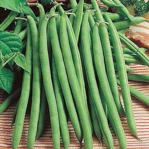 Bean Seeds Green Bush Beans Great Provider Beans 50 Vegetable Seeds