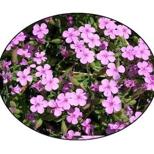 Rock Soapwort Flower Seeds -  Perennial Favourite - Alpine and Rock Gardens - Bee Flower - Pollinator Flower -Flower Seed