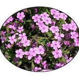 Rock Soapwort Flower Seeds -  Perennial Favourite - Alpine and Rock Gardens - Bee Flower - Pollinator Flower -Flower Seed