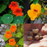 Dwarf Nasturtium Flower Seeds Canada, Mini Micro Tiny Plants, Edible Yellow Red Orange Mix Flowers Hydropinic Indoor Container Garden + Gift