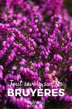Les bruy??res : Planter, tailler et entretenir Flower Delivery