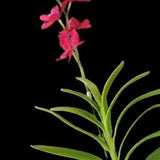 Artificial Vanda Orchid stem  3275056 GARNET RED