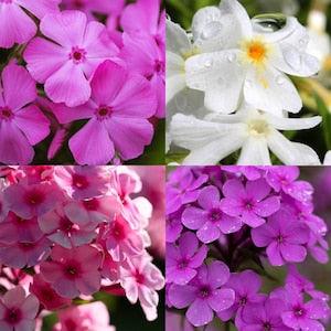 Dwarf Phlox Seeds Canada, Mixed Color Annual Flower Seeds, Garden Seeds, Pink White Purple Red Colour Mix Flox, Fragrant Flower Seeds