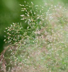 How to Grow Cloud Grass Flower Delivery