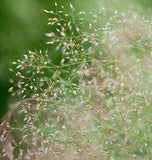 How to Grow Cloud Grass Flower Delivery