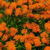 Butterfly Bush Seeds, Asclepias Seeds, Milkweed Seeds, Asclepias Tuberosa Seeds