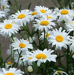 5000+ White Shasta Daisy Flower Seeds for Planting Flowers Seeds