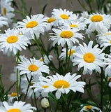 5000+ White Shasta Daisy Flower Seeds for Planting Flowers Seeds