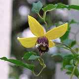 10 Seeds / Yellow Clematis Seeds / Climber / Perennial Seeds / (GN1)