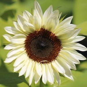 10 seeds ProCut White Nite Sunflower