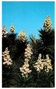 Florida Spanish Bayonets Flower Lily Family Chrome Vintage Postcard-K2-127