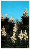 Florida Spanish Bayonets Flower Lily Family Chrome Vintage Postcard-K2-127