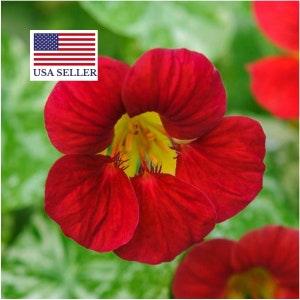 Tropaeolum majus Single Red - 10 Seeds