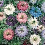 100 Seeds- Love in a Mist mix Flower Seeds- Nigella Damascena -Jewel Mix Flower-pv167-Annual Beauty