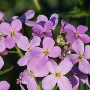 Dame's Rocket (Hesperis matronalis) - Organic Flower Seeds 0.25 Grams ~ 100 Seeds