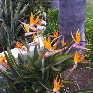 Drawf Orange Bird of Paradise - Strelitzia reginae 'Dwarf' - Rare 'Plant' Seeds - Orange Dwarf Bird of Paradise, Yellow Bird of Paradise