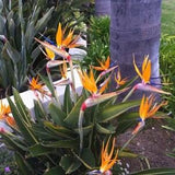 Drawf Orange Bird of Paradise - Strelitzia reginae 'Dwarf' - Rare 'Plant' Seeds - Orange Dwarf Bird of Paradise, Yellow Bird of Paradise