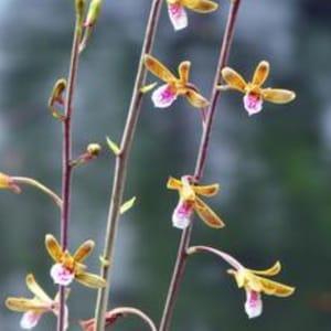 Chinese Ground Orchid - Eulophia graminea - Terrestrial Orchid