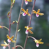 Chinese Ground Orchid - Eulophia graminea - Terrestrial Orchid