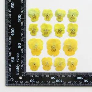 12PCS Real Pressed Dry Pansies/Violas Flower for art candle craft FSS47 #10