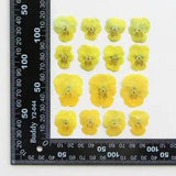 12PCS Real Pressed Dry Pansies/Violas Flower for art candle craft FSS47 #10