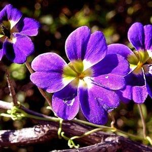 BLUE NASTURTIUM Tropaeolum Azureum Elegant Climbing Vine 5 Seeds