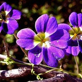 BLUE NASTURTIUM Tropaeolum Azureum Elegant Climbing Vine 5 Seeds