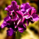 Purple Orchids. Fine Art Floral Photography.