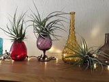 3 Air Plants  Tillandsia12 inches across USA only Floral Decor Plants