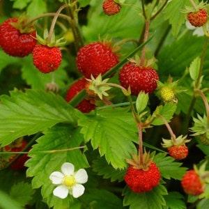 Alexandria - Strawberry Seeds - Open-Pollinated for Seed Saving - Non-Hybrid & Non-GMO - Canada Heirloom Fruit Seeds