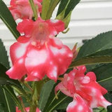 PEPPERMINT STICK BALSAM - Heirloom Garden Impatiens Balsamina l Rose Balsam l Camellia Balsam Red Flowers l Touch Me Not - Non Gmo Seeds