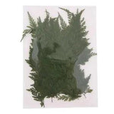50  Dried Flower Leaves    Embellishments for Jewelry Making Accessories