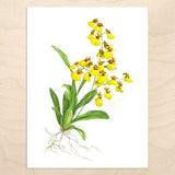 Oncidium Orchid Print -- Watercolor Botanical Art