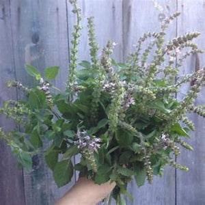 Holy Basil Tutsi SEEDS Teas Ocimum tenuiflorum. medicinal herb Fragrant Cut Flowers Bouquet Dizzy Bees Urban Garden