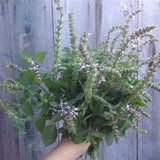 Holy Basil Tutsi SEEDS Teas Ocimum tenuiflorum. medicinal herb Fragrant Cut Flowers Bouquet Dizzy Bees Urban Garden