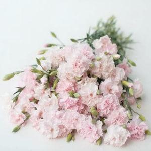40+ seeds / Heirloom Vintage Shell Pink Carnation Seeds / Edible Flower Seeds / Chabaud La France Dianthus / Non GMO